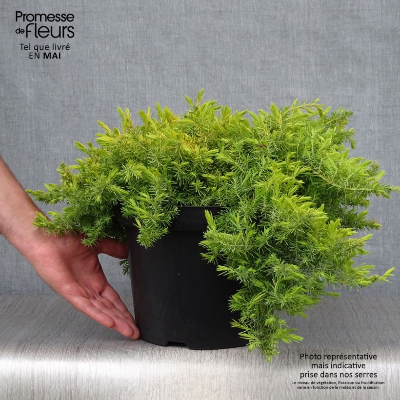 Example of Genévrier des plages - Juniperus conferta All Gold Pot de 7,5L/10L as you get in printemps