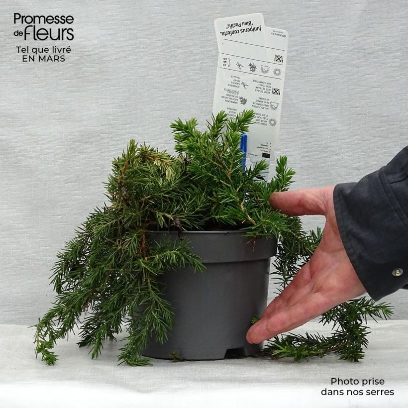 Example of Genévrier des plages -  Juniperus conferta Blue Pacific Pot de 2L/3L as you get in printemps