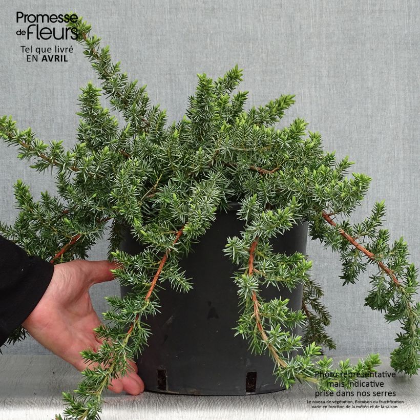 Example of Genévrier des plages -  Juniperus conferta Blue Pacific Pot de 7,5L/10L as you get in printemps