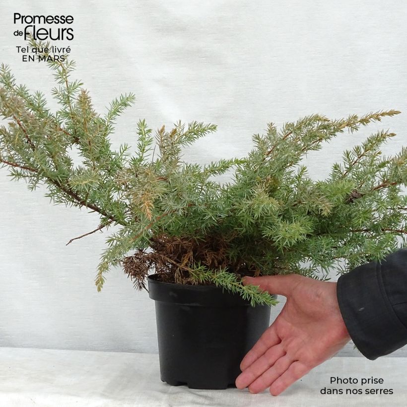 Example of Genévrier des plages - Juniperus conferta Schlager  Pot de 2L/3L as you get in printemps
