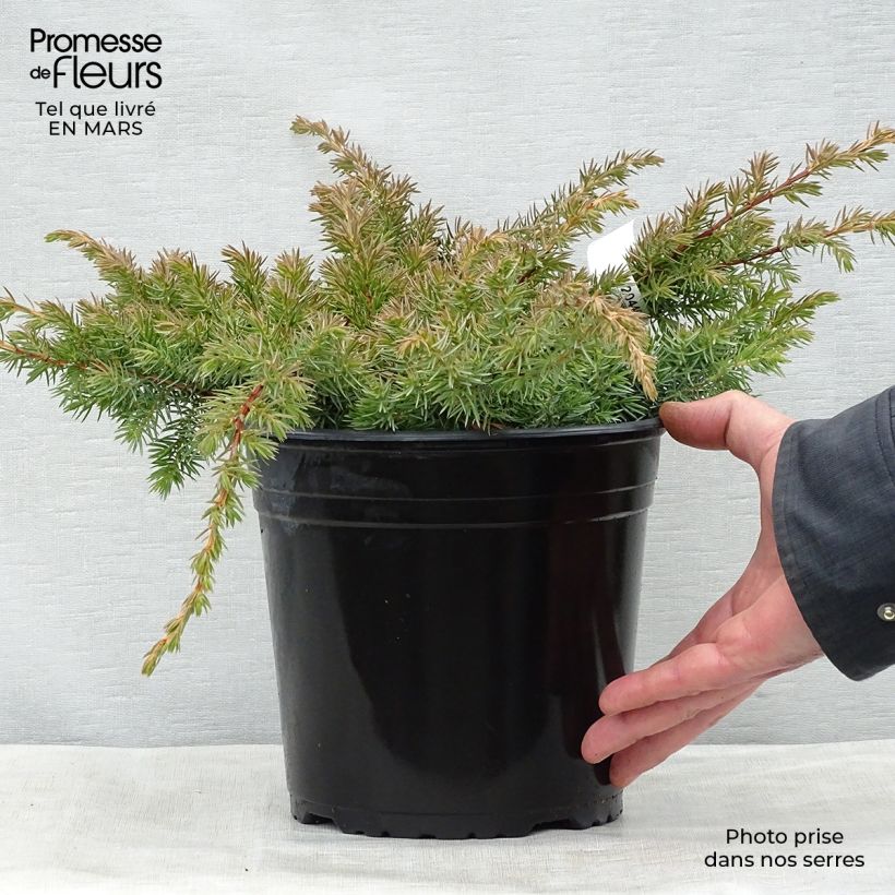 Example of Genévrier des plages - Juniperus conferta Schlager  Pot de 4L/5L as you get in printemps