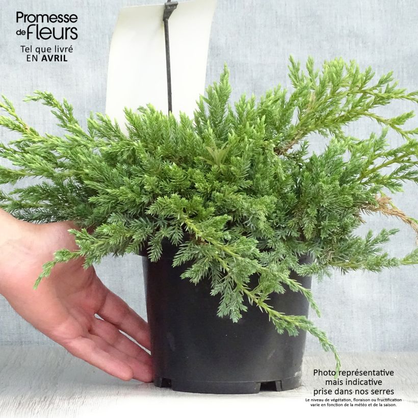 Example of Genévrier écailleux - Juniperus squamata Blue Carpet Pot de 2L/3L as you get in printemps