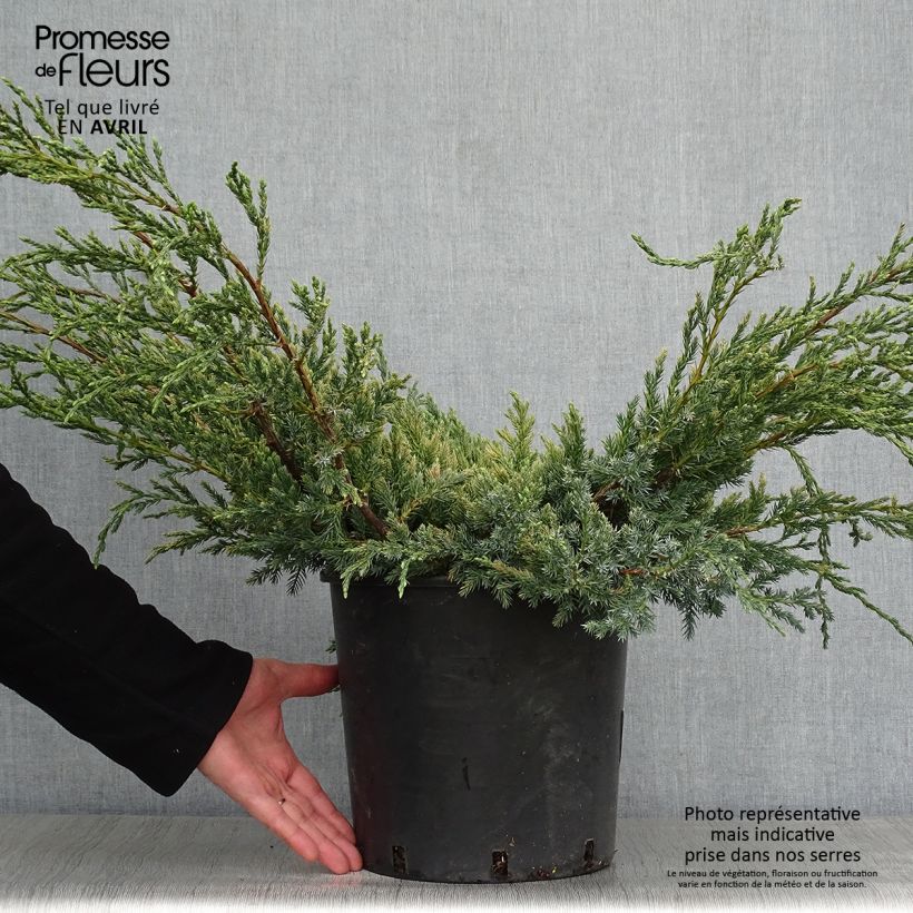Example of Genévrier écailleux - Juniperus squamata Blue Carpet Pot de 4L/5L as you get in printemps
