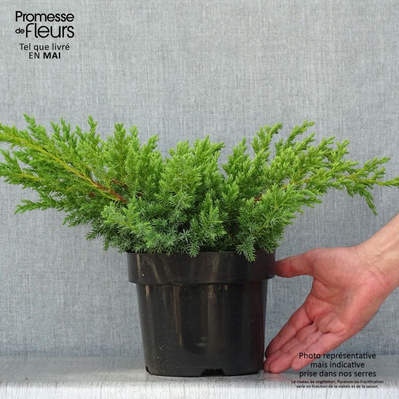Example of Genévrier écailleux - Juniperus squamata Blue Swede Pot de 2L/3L as you get in printemps