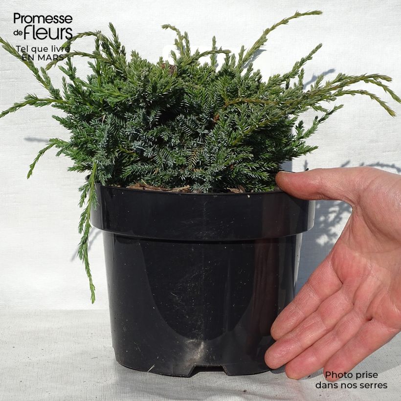 Example of Genévrier écailleux - Juniperus squamata Holger Pot de 2L/3L as you get in printemps