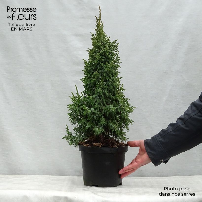 Example of Genévrier écailleux - Juniperus squamata Loderi Pot de 2L/3L as you get in printemps