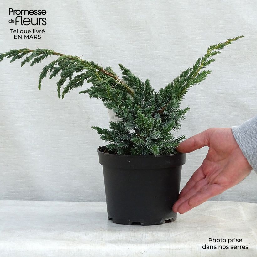 Example of Genévrier écailleux - Juniperus squamata Meyeri Pot de 3L/4L as you get in printemps