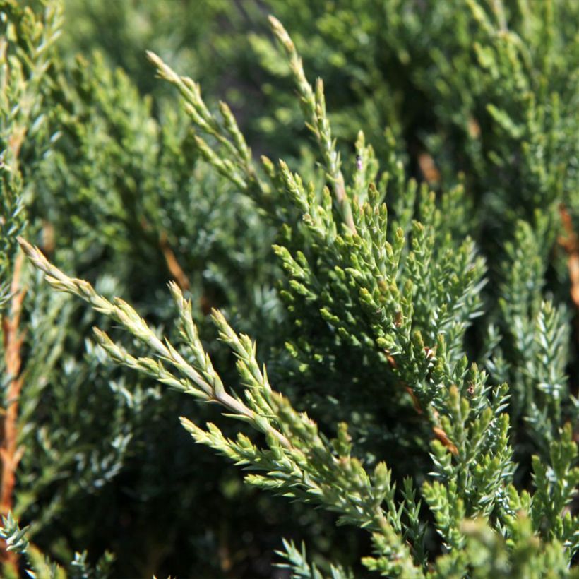 Genévrier horizontal - Juniperus horizontalis Agnieszka (Foliage)