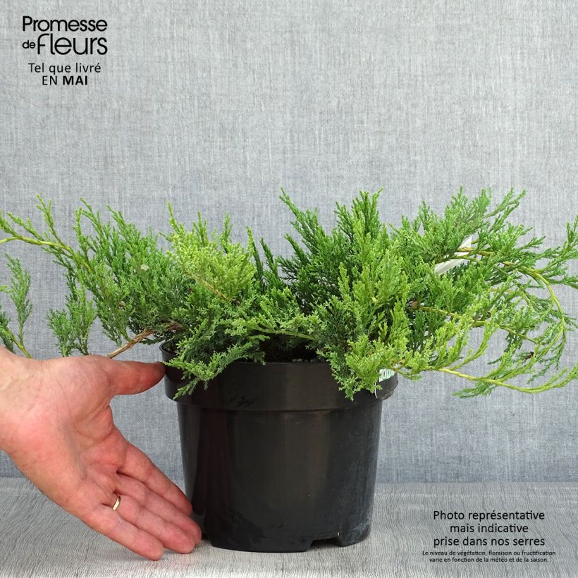 Example of Genévrier horizontal - Juniperus horizontalis Agnieszka Pot de 2L/3L as you get in printemps
