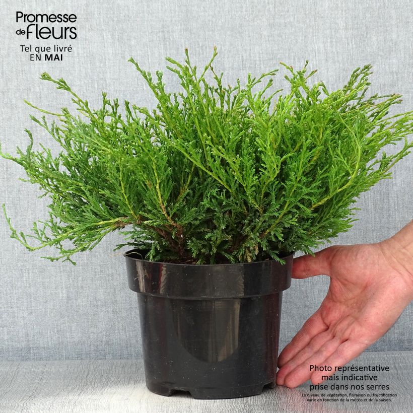 Spécimen de Genévrier horizontal - Juniperus horizontalis Andorra Compact Pot de 2L/3L tel que livré au printemps