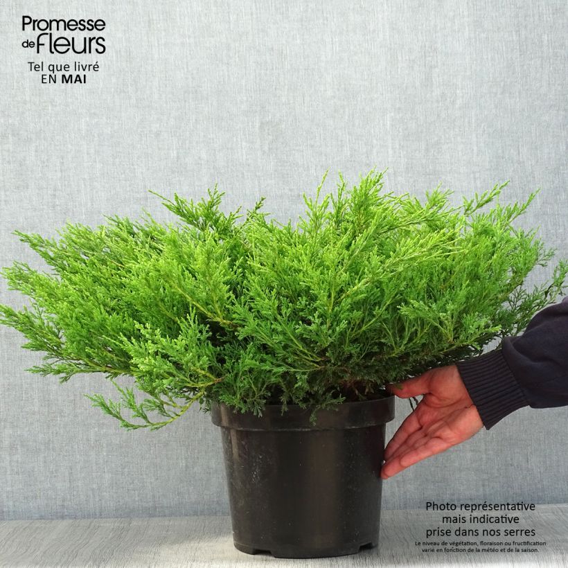 Spécimen de Genévrier horizontal - Juniperus horizontalis Andorra Compact Pot de 7,5L/10L tel que livré au printemps