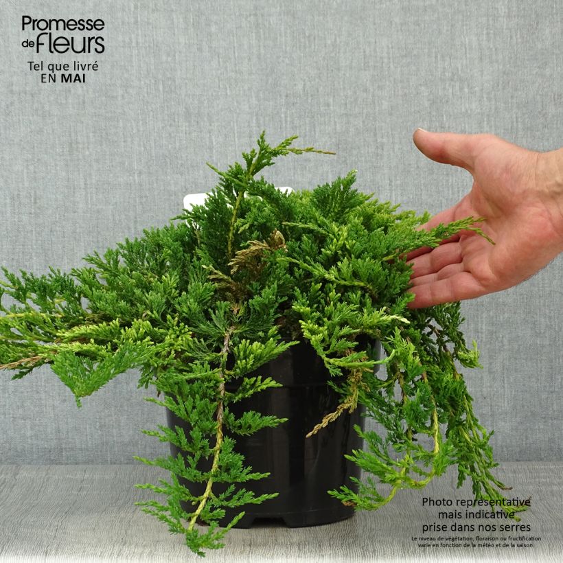 Example of Genévrier horizontal - Juniperus horizontalis Prince Of Wales Pot de 2L/3L as you get in printemps