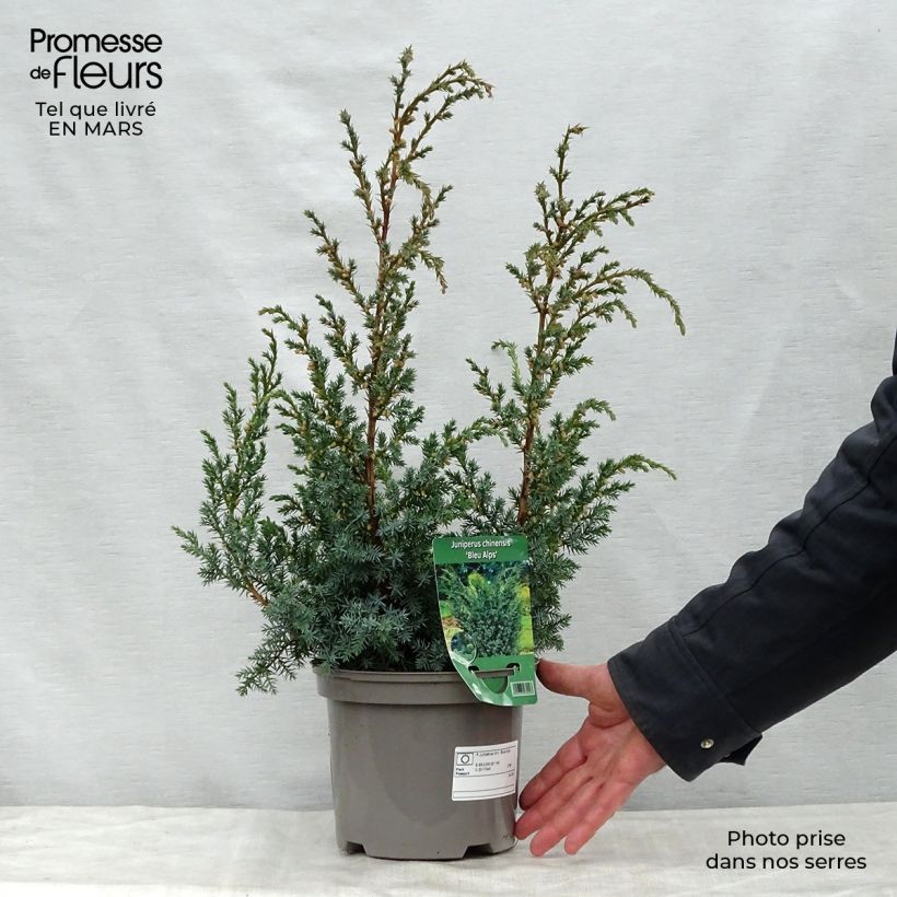 Spécimen de Genévrier hybride - Juniperus chinensis Blaauw              Pot de 2L/3L tel que livré au printemps