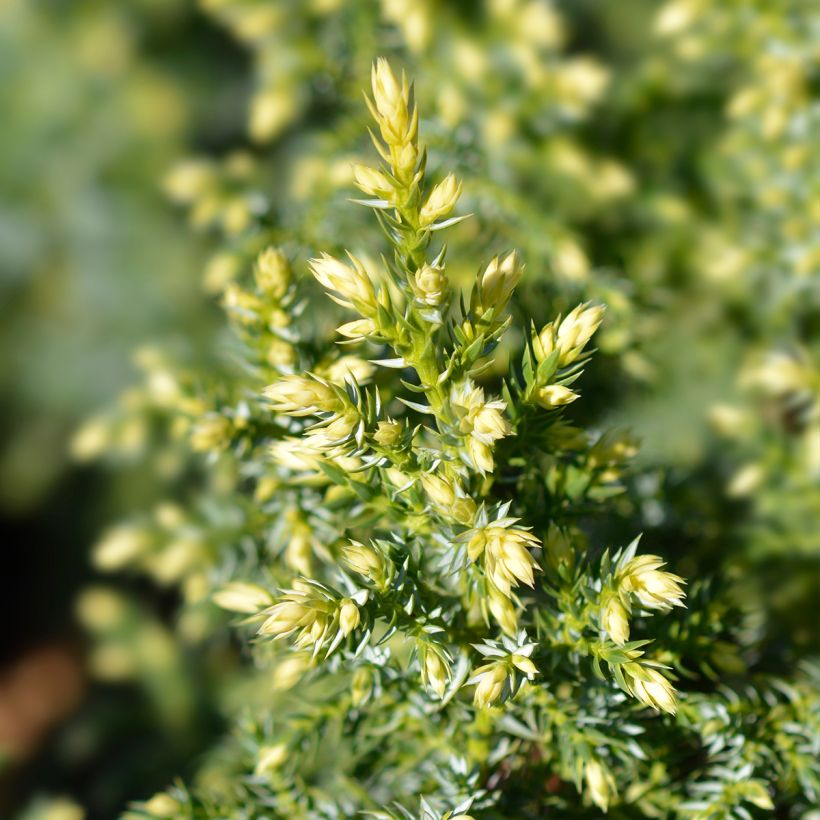 Genévrier - Juniperus pingii Hulsdonk Yellow (Foliage)