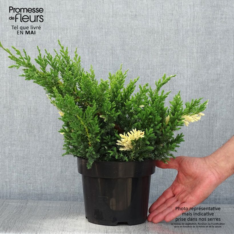 Example of Genévrier rampant - Juniperus chinensis Expansa Variegata Pot de 2L/3L as you get in printemps