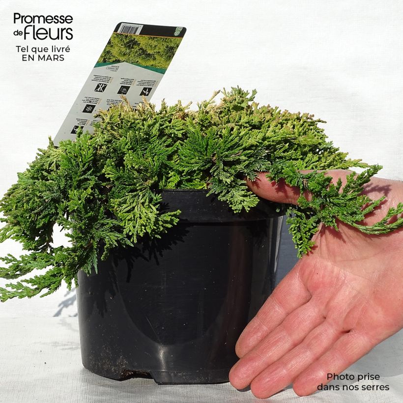 Example of Genévrier rampant - Juniperus horizontalis Golden Carpet Pot de 2L/3L as you get in printemps