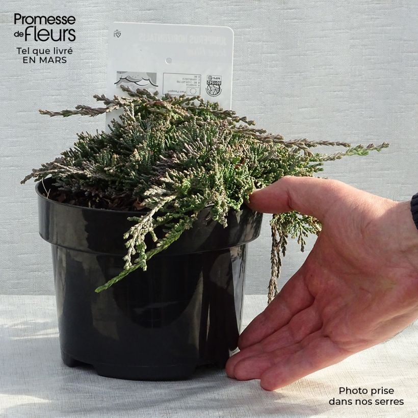Spécimen de Genévrier rampant - Juniperus horizontalis Icee Blue Pot de 2L/3L tel que livré au printemps