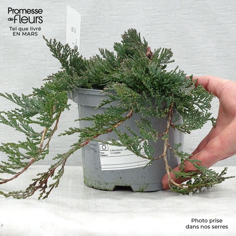 Spécimen de Genévrier rampant - Juniperus horizontalis Wiltonii Pot de 3L/4L tel que livré au printemps