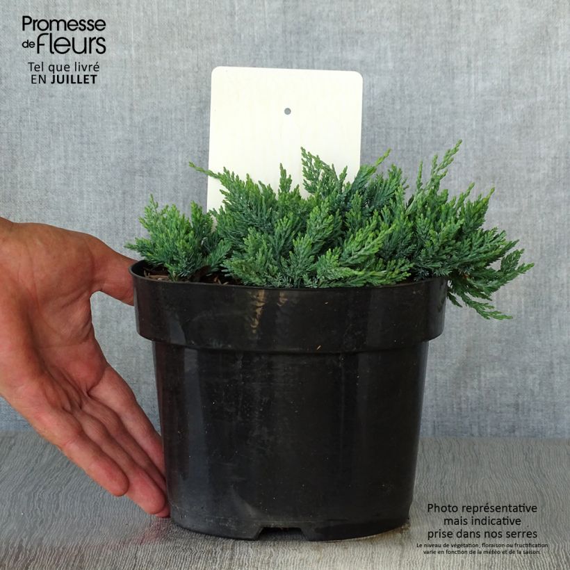 Spécimen de Genévrier rampant - Juniperus horizontalis Wiltonii Pot de 2L/3L tel que livré en été