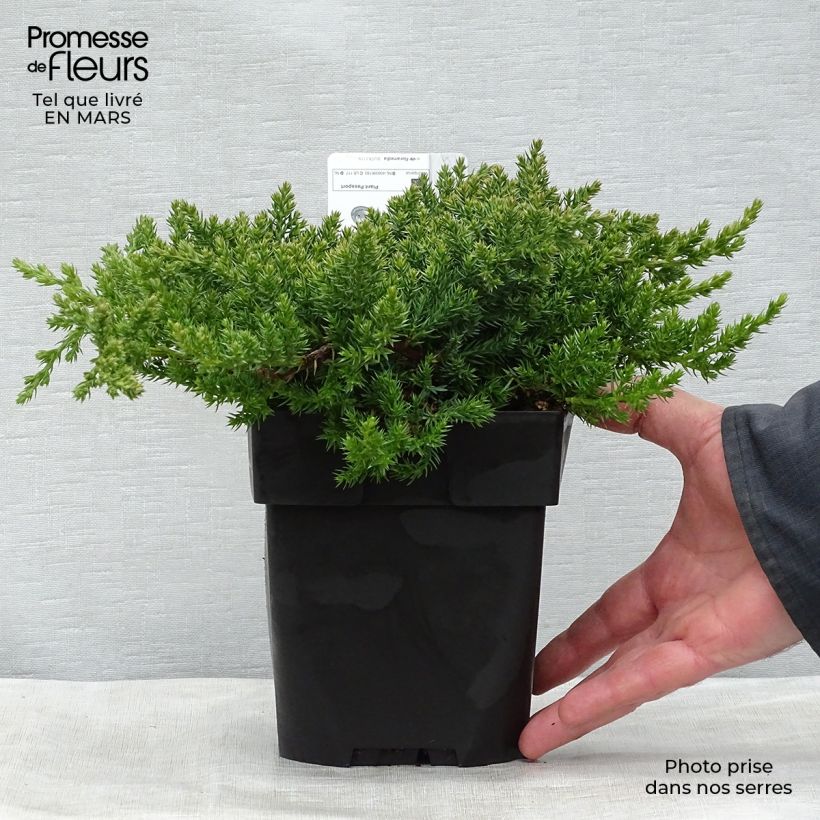 Example of Genévrier rampant - Juniperus procumbens Nana Pot de 2L/3L as you get in printemps