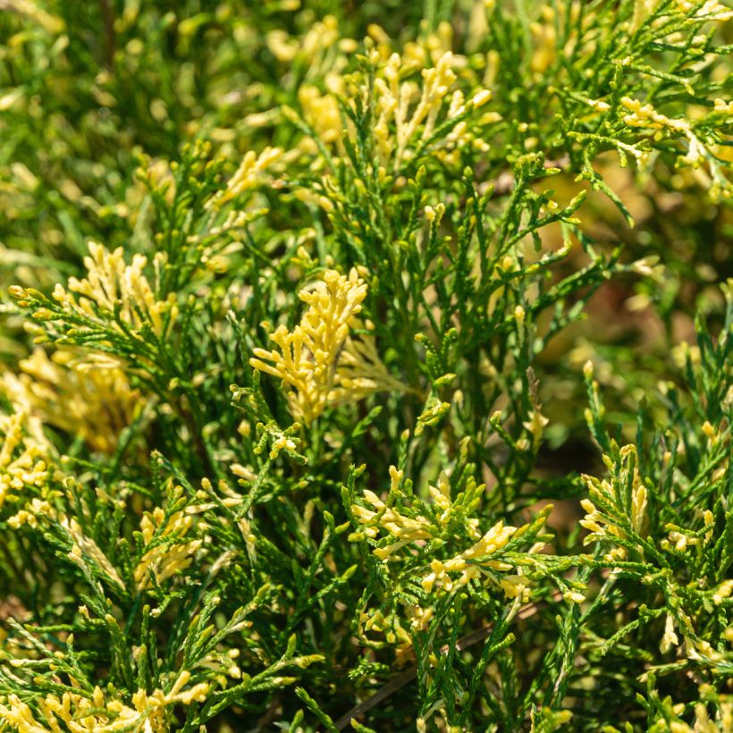 Genévrier sabine - Juniperus sabina Variegata (Foliage)