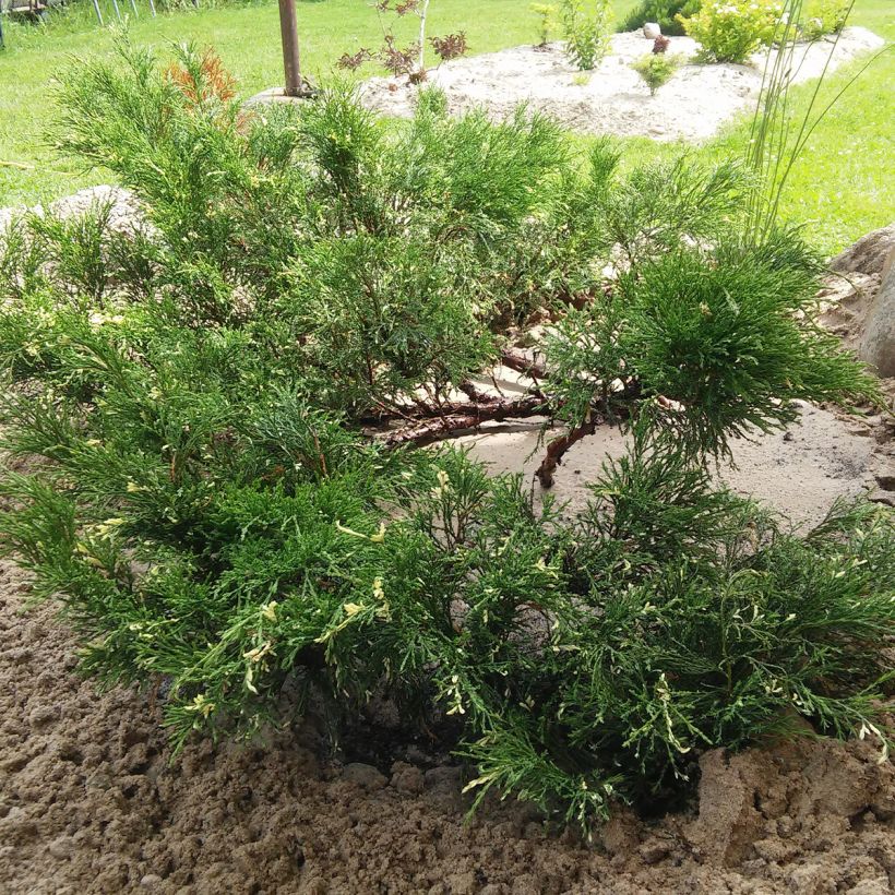 Genévrier sabine - Juniperus sabina Variegata (Plant habit)