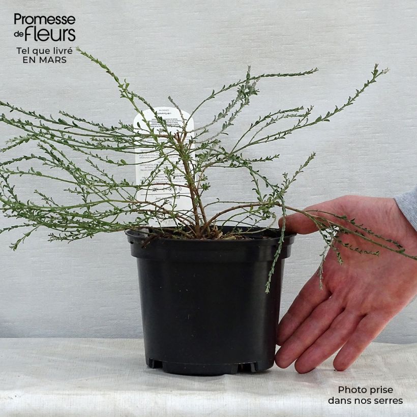 Spécimen de Genista pilosa Vancouver Gold - Genêt poilu Pot de 2L/3L tel que livré au printemps