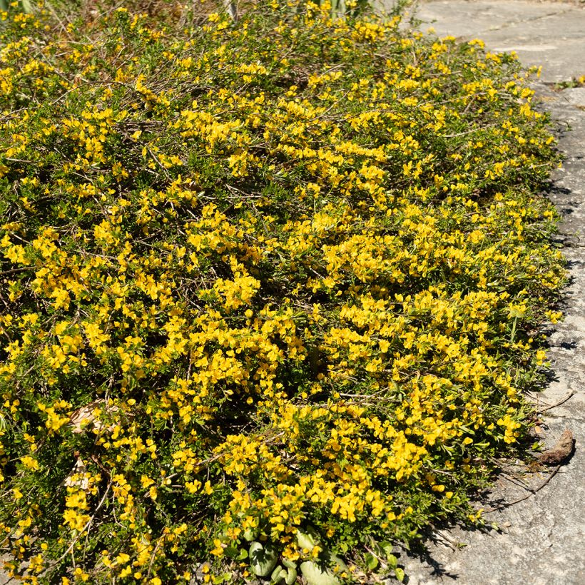 Genista pilosa Vancouver Gold - Genêt poilu (Port)