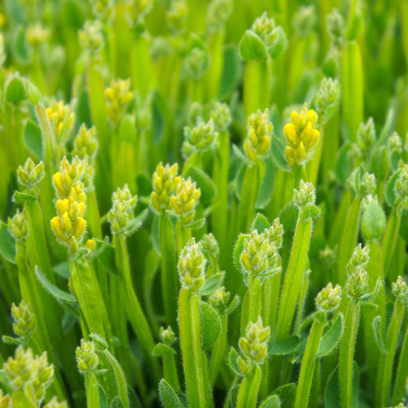 Genista sagittalis - Genêt ailé (Foliage)
