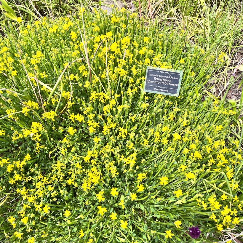 Genista sagittalis - Genêt ailé (Plant habit)