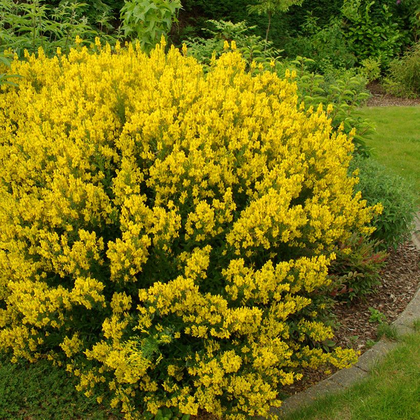 Genista tinctoria - Genêt des teinturiers (Plant habit)