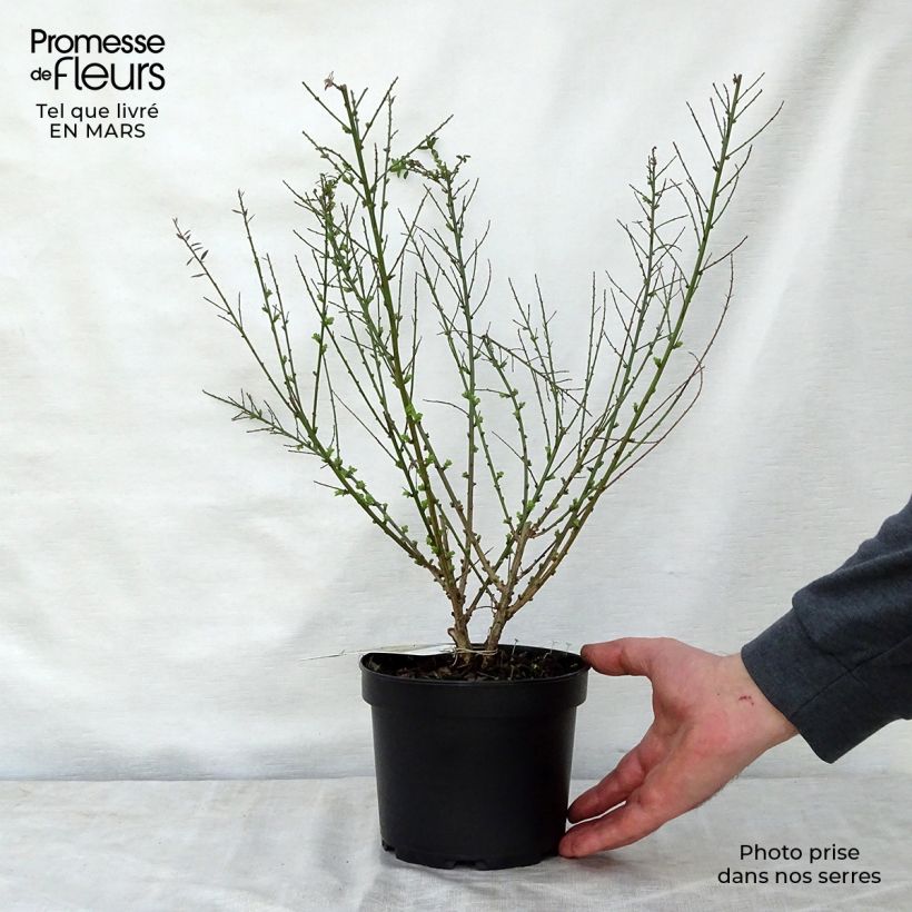 Example of Genista tinctoria Royal Gold - Genêt des teinturiers Pot de 1,5L/2L as you get in printemps