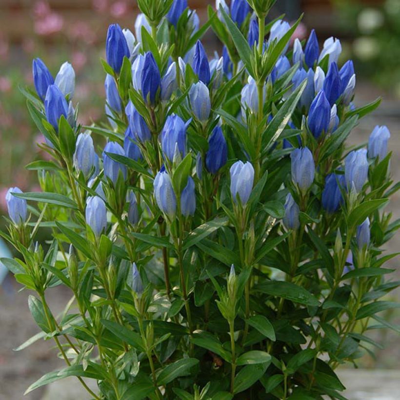 Gentiana Blue Star ® - Gentiane (Flowering)