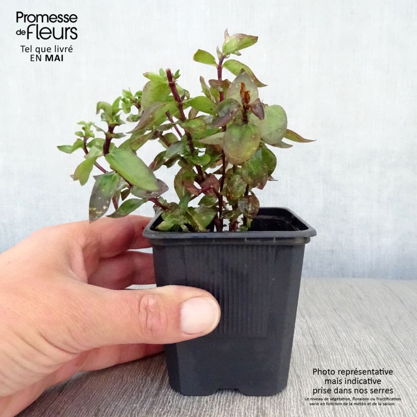 Example of Gentiana True Blue - Gentiane Godet de 8/9 cm as you get in printemps