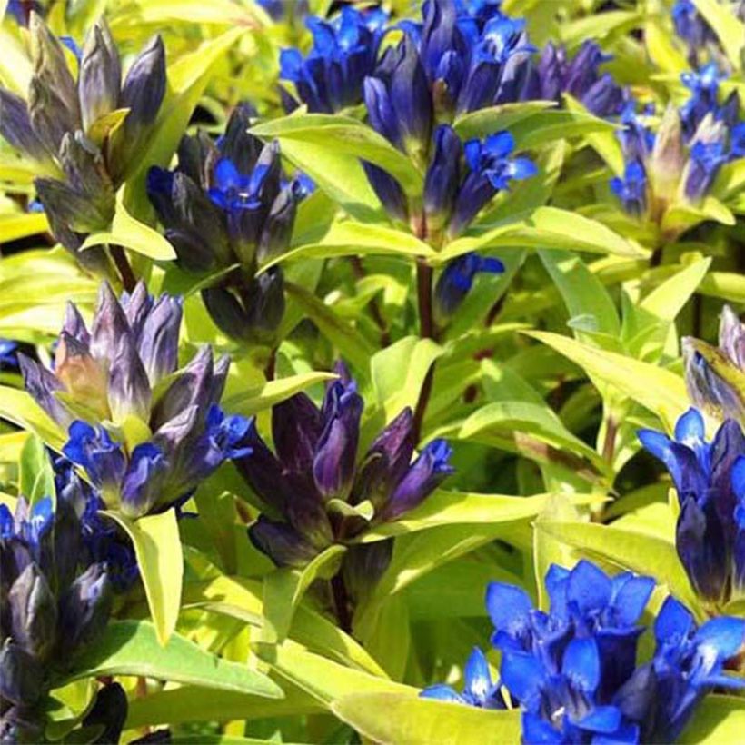 Gentiana cruciata - Gentiane croisette (Flowering)