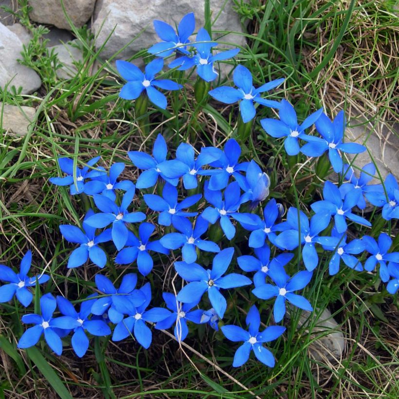 Gentiana verna - Gentiane de printemps (Flowering)