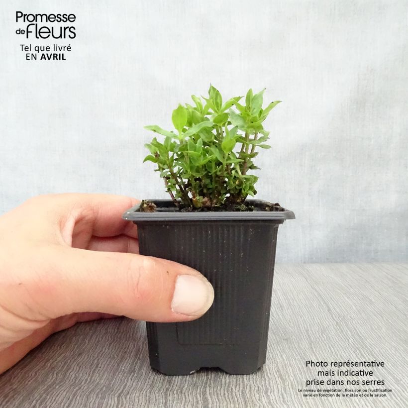 Spécimen de Gentiane Little Pinkie Godet de 8/9 cm tel que livré au printemps