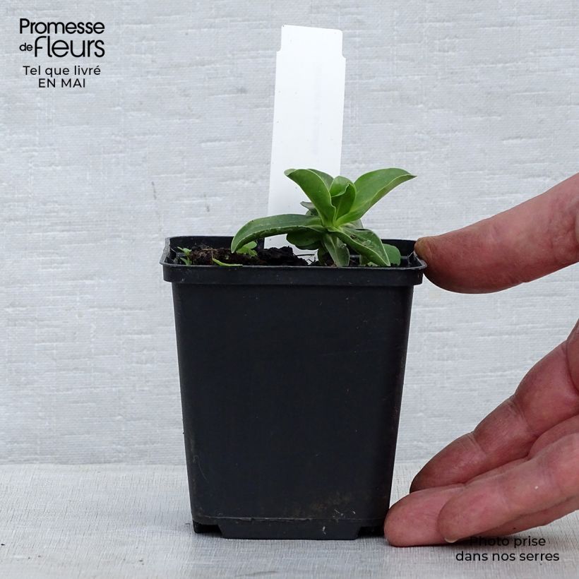 Example of Gentiane acaulis - Gentiane des Alpes Godet de 8/9 cm as you get in printemps