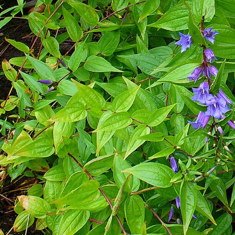 Gentiane asclépiade - Gentiana asclepiadea (Foliage)