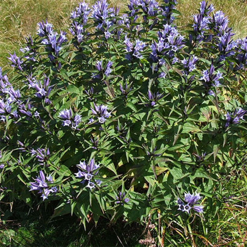 Gentiane asclépiade - Gentiana asclepiadea (Plant habit)