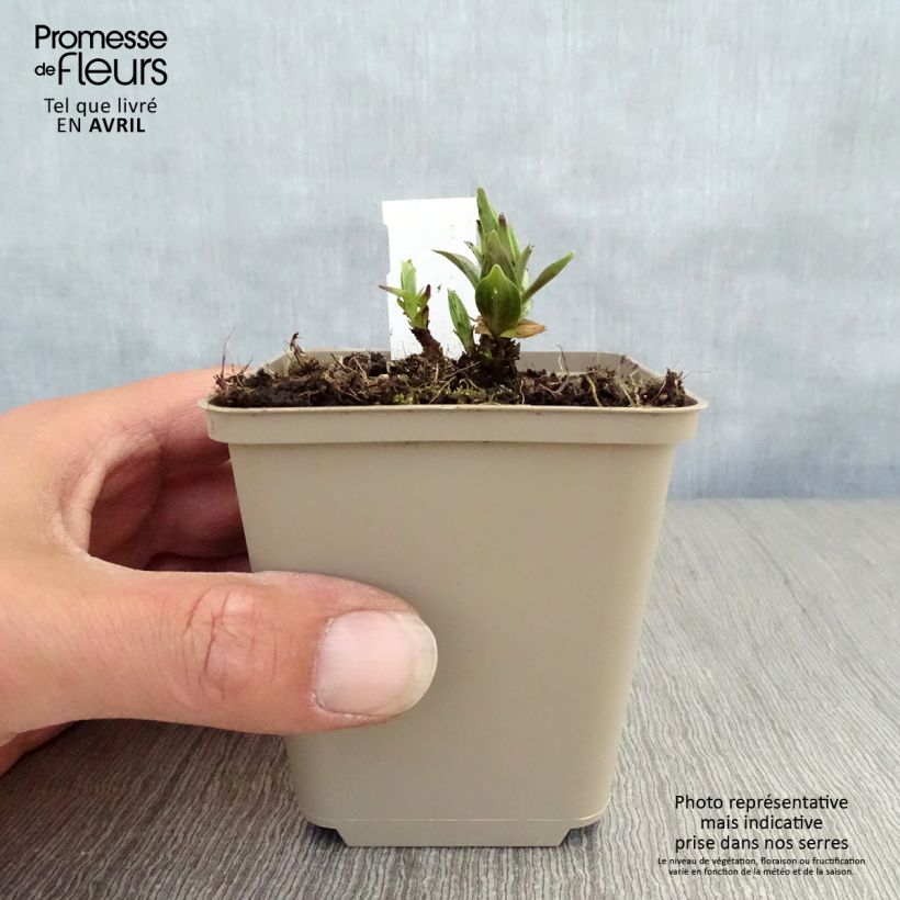 Example of Gentiane asclépiade - Gentiana asclepiadea Godet de 8/9 cm as you get in printemps