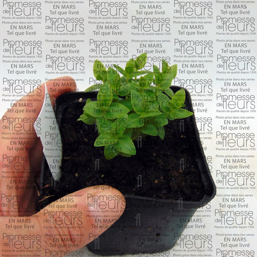 Exemple de spécimen de Gentiane scabra Royal Stripes Godet de 8/9 cm tel que livré