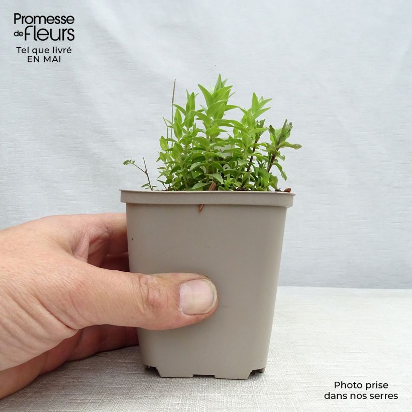 Example of Gentiane septemfida var. lagodechiana Godet de 8/9 cm as you get in printemps