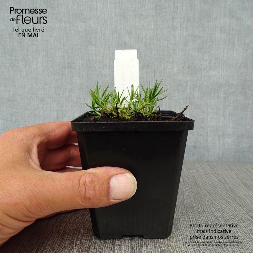 Example of Gentiane sino-ornata bleue à floraison automnale, Gentiana Godet de 8/9 cm as you get in printemps