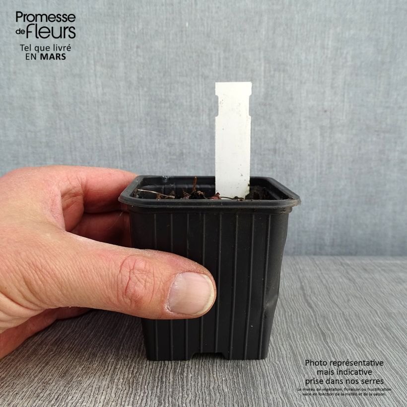 Spécimen de Geranium All Summer Blue - géranium vivace Godet de 8/9 cm tel que livré en hiver