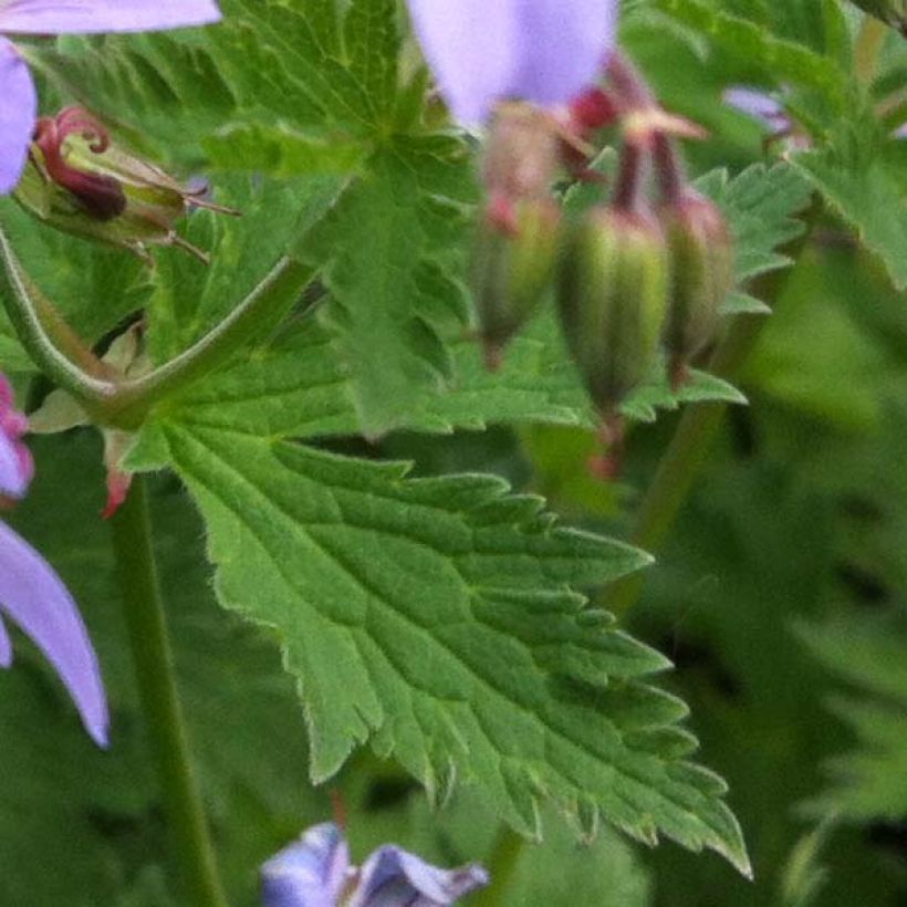 Geranium vivace Prélude (Foliage)