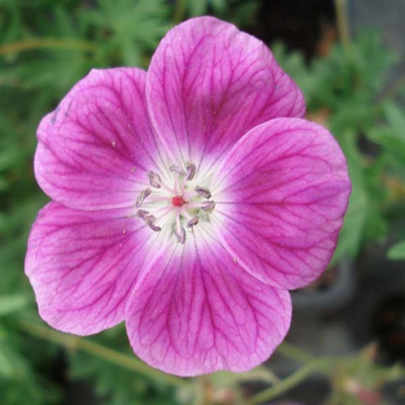Geranium vivace sanguineum Elke (Flowering)