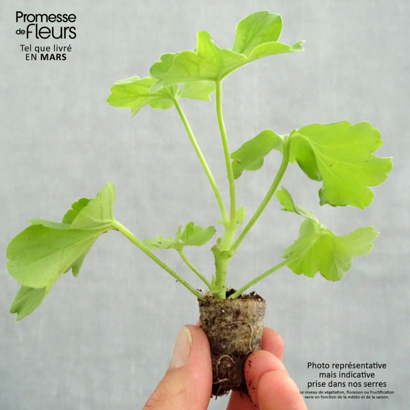 Example of Géranium TwoinOne Hot Pink Splash Mini-motte Ø 3/4 cm as you get in printemps