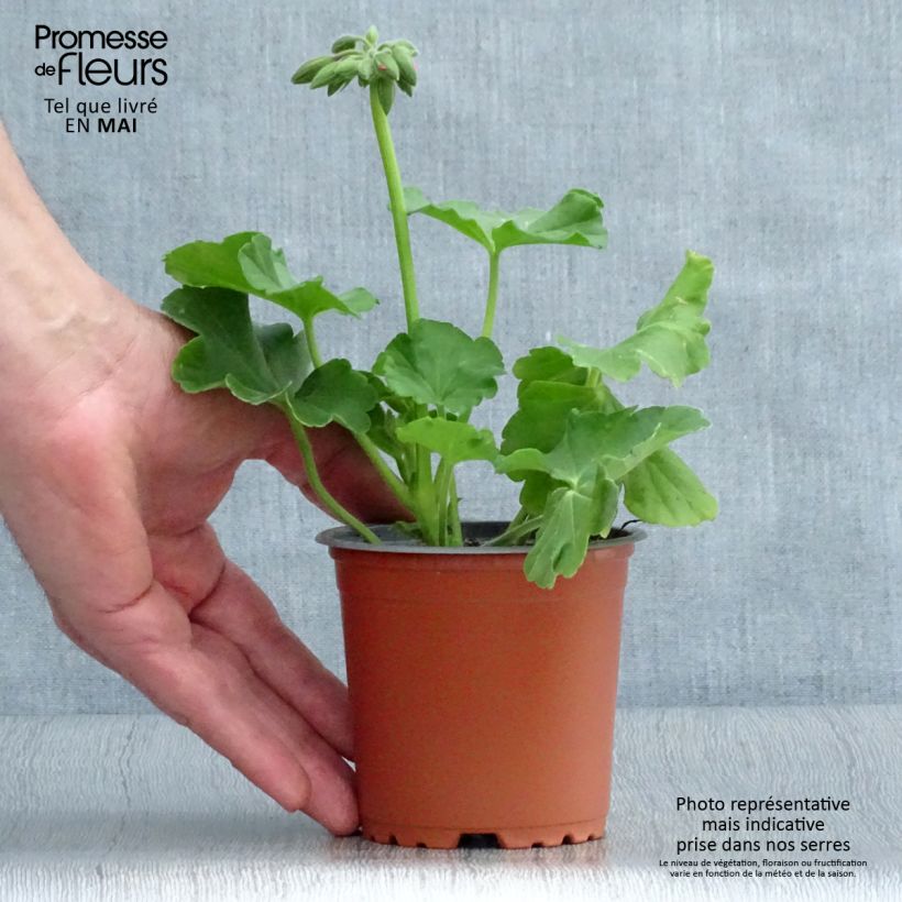 Example of Géranium TwoinOne Hot Pink Splash Godet de 8/9 cm as you get in printemps