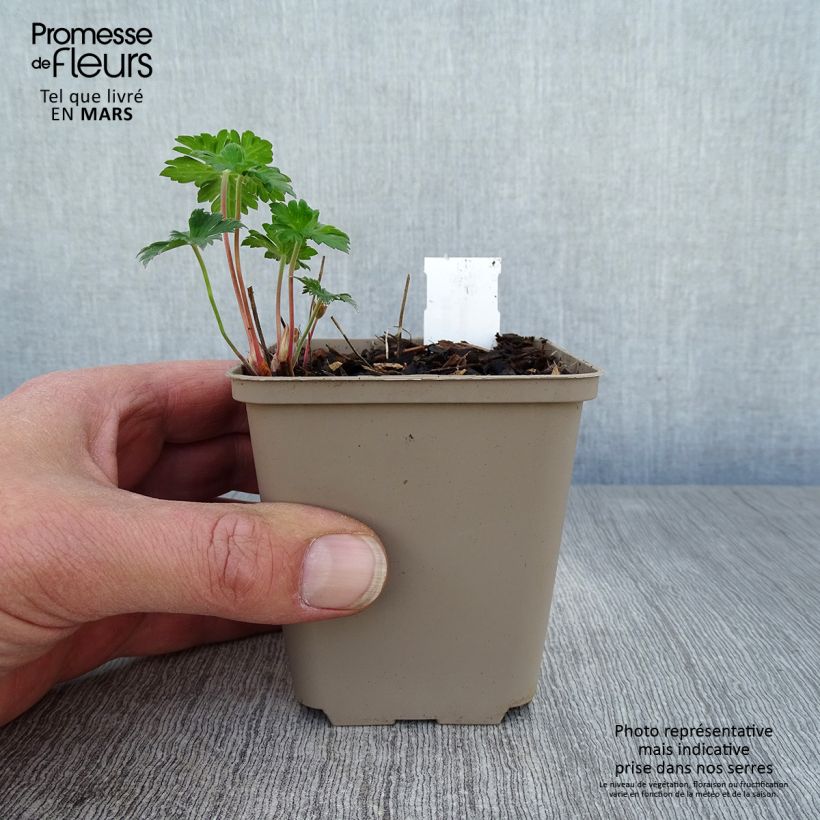 Example of Geranium himalayense Irish Blue - Géranium vivace de l'Himalaya Godet de 8/9 cm as you get in printemps